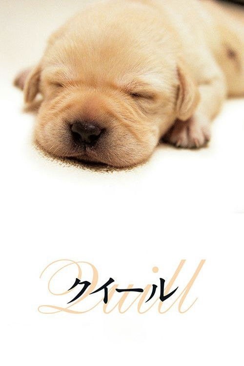 导盲犬小Q(2004)【WEB-DL.1080p】【内嵌繁中】【剧情/治愈】 - 百度网盘 资源封面图