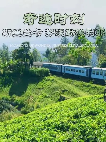 奇迹时刻：斯里兰卡努沃勒埃利耶 MOMENTS OF WONDERNuwara Eliya (2019) - 夸克网盘 资源封面图